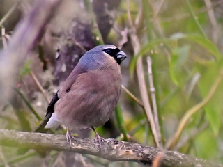 Grey-headed Bullfinch, Alishan