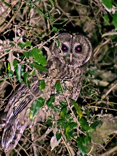 Himalayan Owl in Yushan National Park