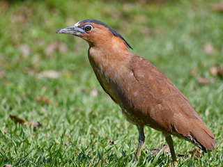 Malayan Night Heron