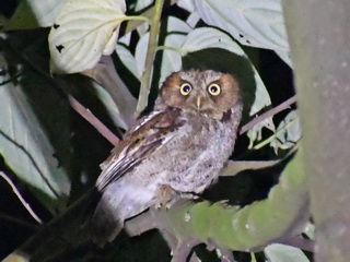 Mountain Scops Owl