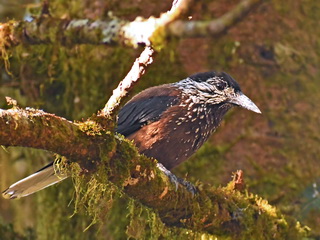 Nutcracker at Dasyueshan