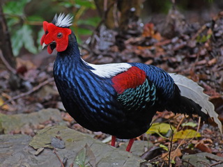 Swinhoe's Pheasant on Anmashan