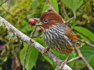 Taiwan Barwing