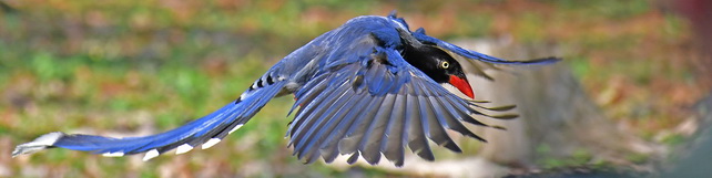 Taiwan Blue Magpie at Huisun FR