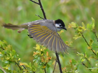 Taiwan Bulbul