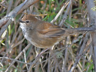 Taiwan Bush Warbler