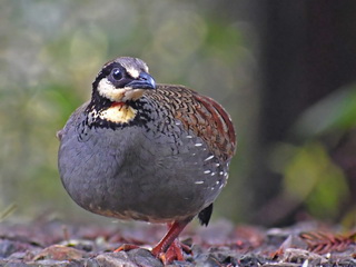 Taiwan Partridge, Dasyueshan