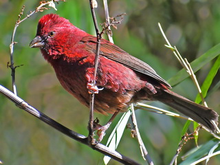 Taiwan Rosefinch, Dashyueshan