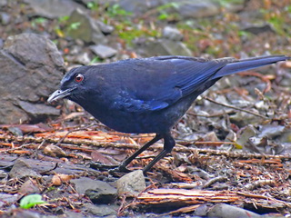 Taiwan Whistling Thrush