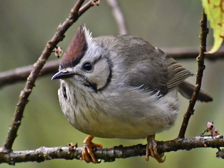 Taiwan Yuhina