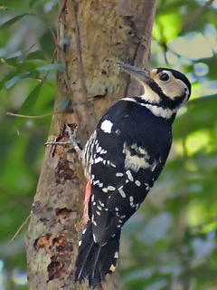White-backed Woodpecker in Taiwan