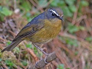 White-browed Robin at Yushan NP