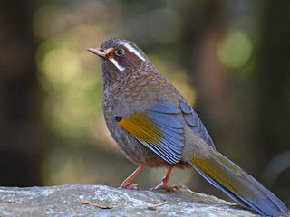 White-whiskered Laughingthrush