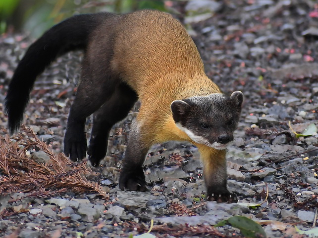 Yellow-throated Marten in Yushan NP