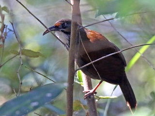 Black-necklaced Scimitar-Babbler