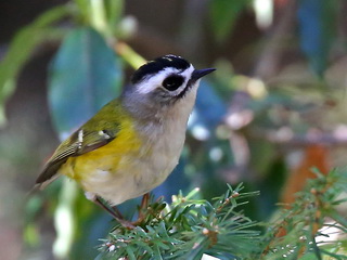 Flamecrest endemic to Taiwan