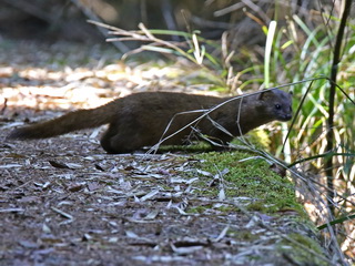 Formosan Least Weasel at Dasyueshan