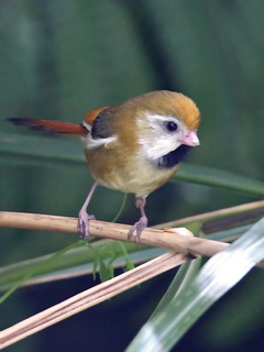 Golden Parrotbill at Yushan NP