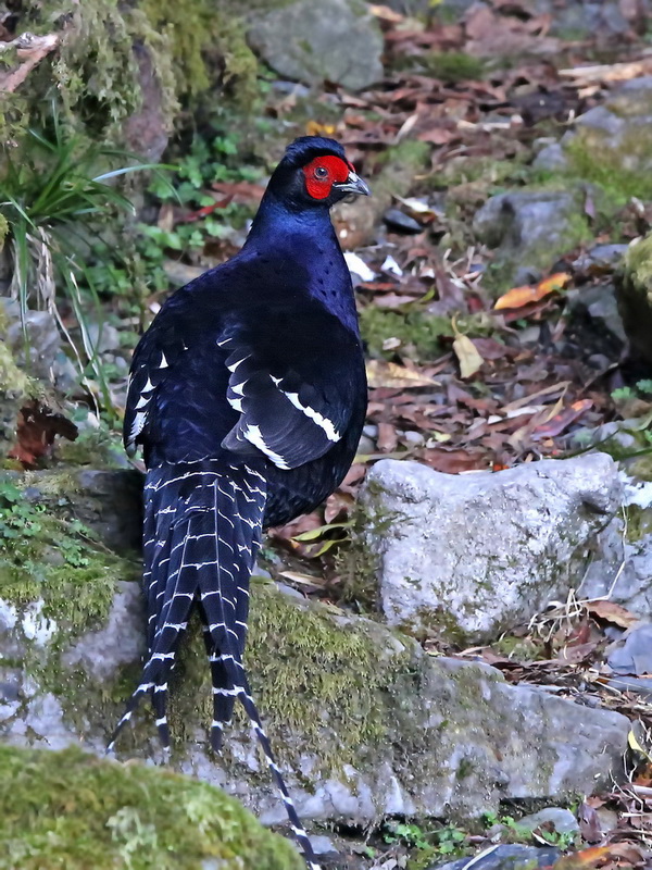 Mikado Pheasant in Taiwan