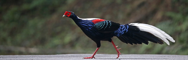 Swinhoe's Pheasant at Anmashan