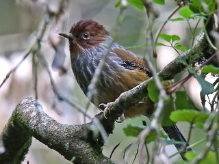 Taiwan Barwing at Dasyueshan