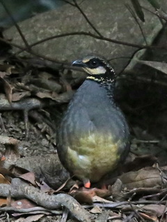 Taiwan Partridge