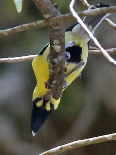 Taiwan Tit at Anmashan