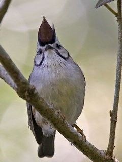 Taiwan Yuhina