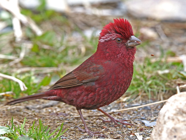 Taiwan Vinaceous Rosefinch