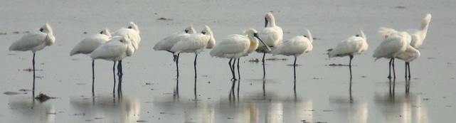 Tsengwen Black-faced Spoonbills