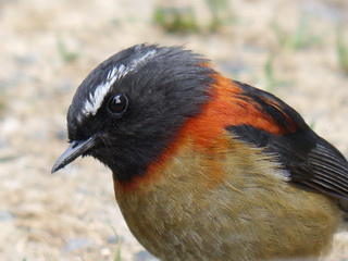 Taiwan Collared Bush Robin