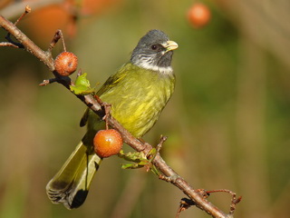 Collared Finchbill