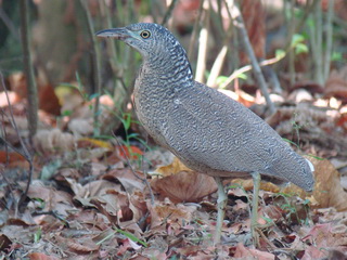 Malayan Night-Heron