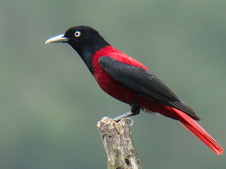 Maroon Red Oriole Huisun