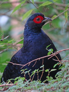 Birding in Taiwan; Mikado Pheasant