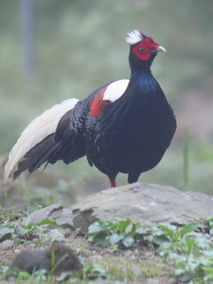 Swinhoe's Pheasant in Taiwan