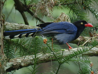 birding Taiwan Blue Magpie