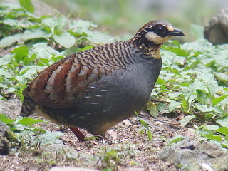 endemic Birding Taiwan Partridge