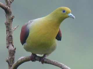 White-bellied Green Pigeon