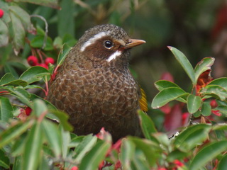 endemic White-whiskered Laughingthrush