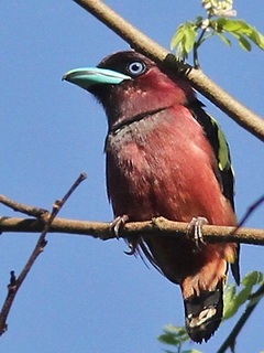 Banded Broadbill in Khao Yai