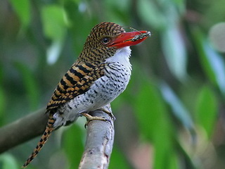 Banded Kingfisher in Kaeng Krachan