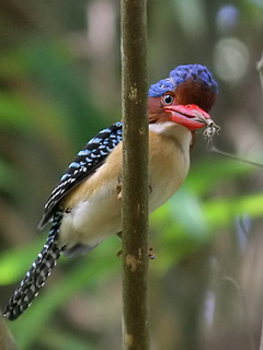 Banded Kingfisher in Thailand