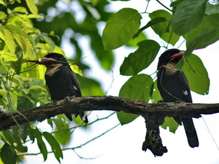 Dusky Broadbills in Thailand