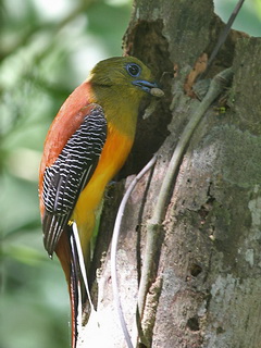 Orange-breasted Trogon at Kaeng Krachan