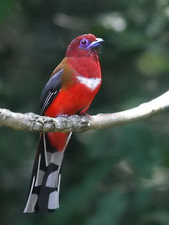 Red-headed Trogon in Khao Yai