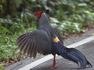 Siamese Fireback at Khao Yai