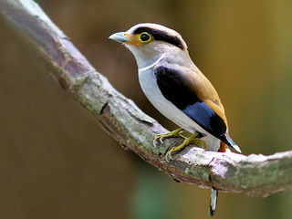 Silver-breasted Broadbill in Thailand