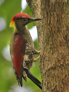 Crimson-winged Woodpecker in Kaeng Krachan