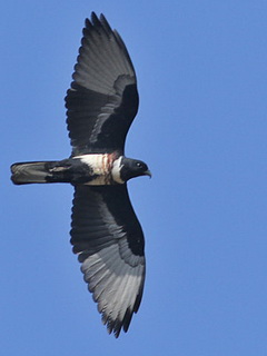 Black Baza